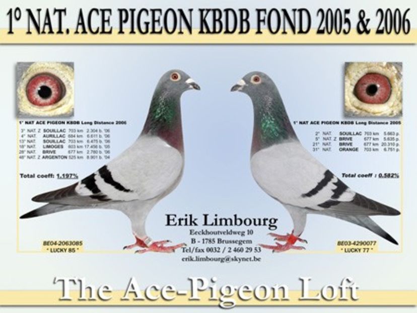 limbourgmartin63 - DIKKE BLAUWE - NORBERT PEETERS the line Roger Barcelona 1 nat Barcelona 2006