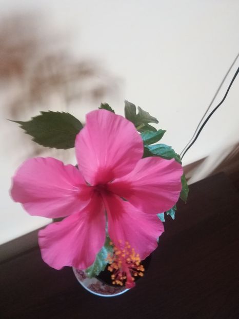 Ruby rose - Hibiscus 2021