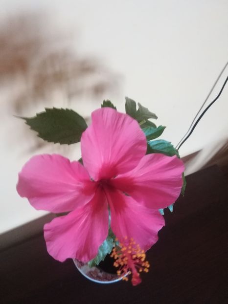  - Hibiscus 2021