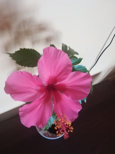  - Hibiscus 2021