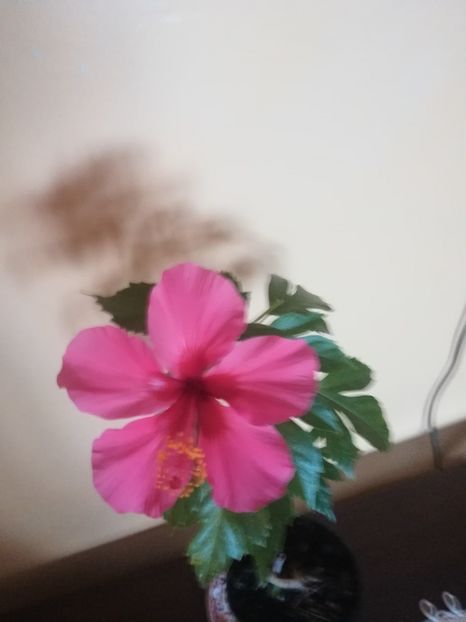  - Hibiscus 2021
