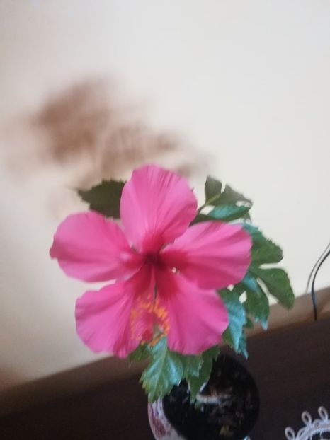  - Hibiscus 2021