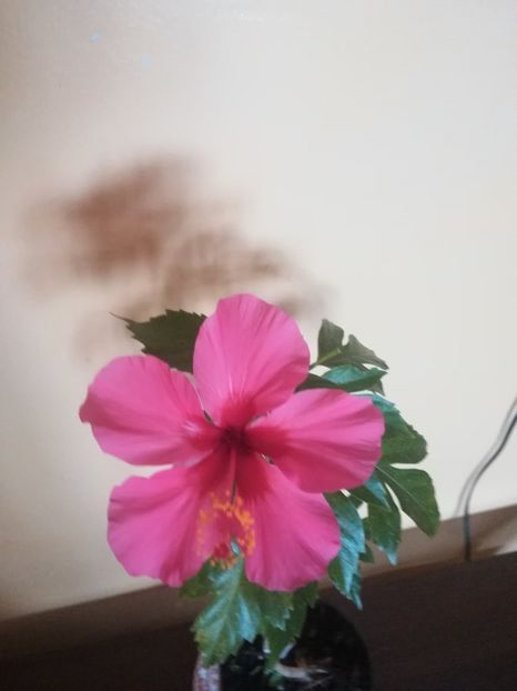  - Hibiscus 2021