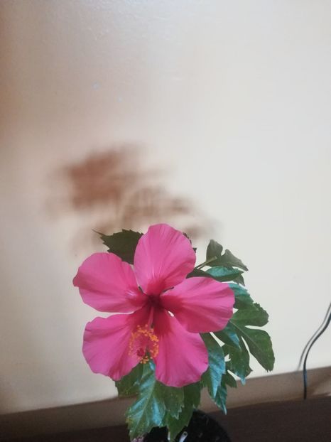  - Hibiscus 2021