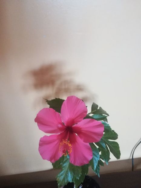  - Hibiscus 2021