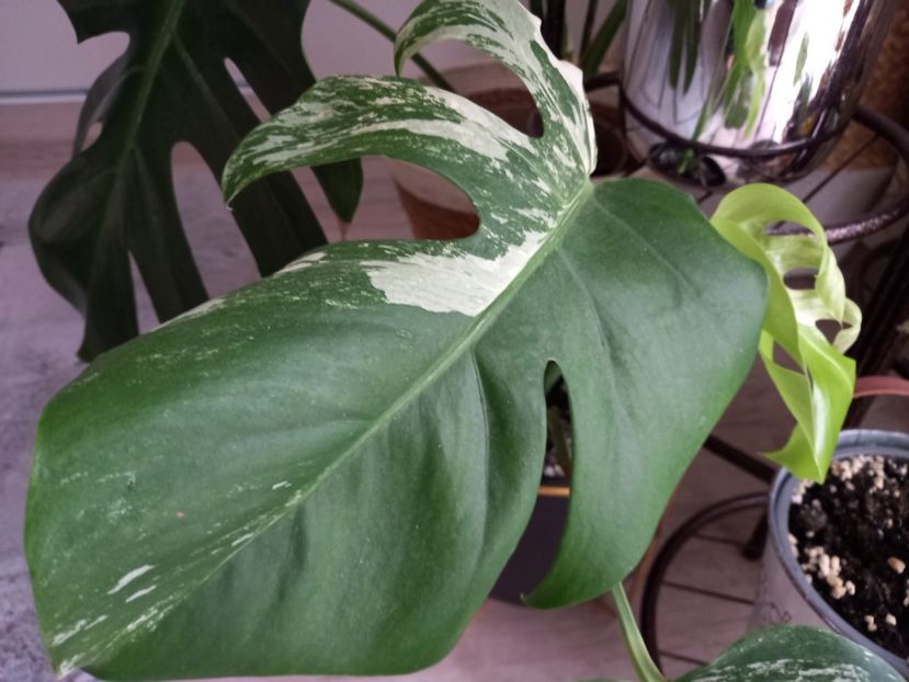 06.11.2021 - Plante verzi de apartament