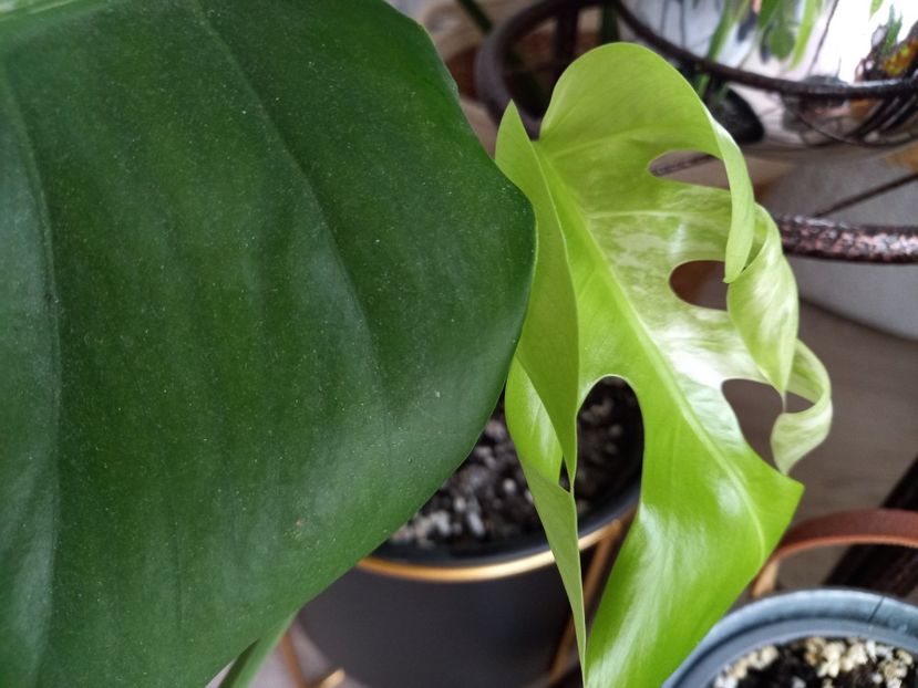  - Plante verzi de apartament