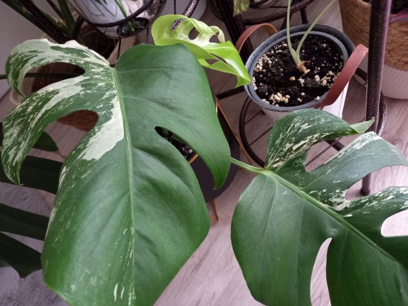  - Plante verzi de apartament