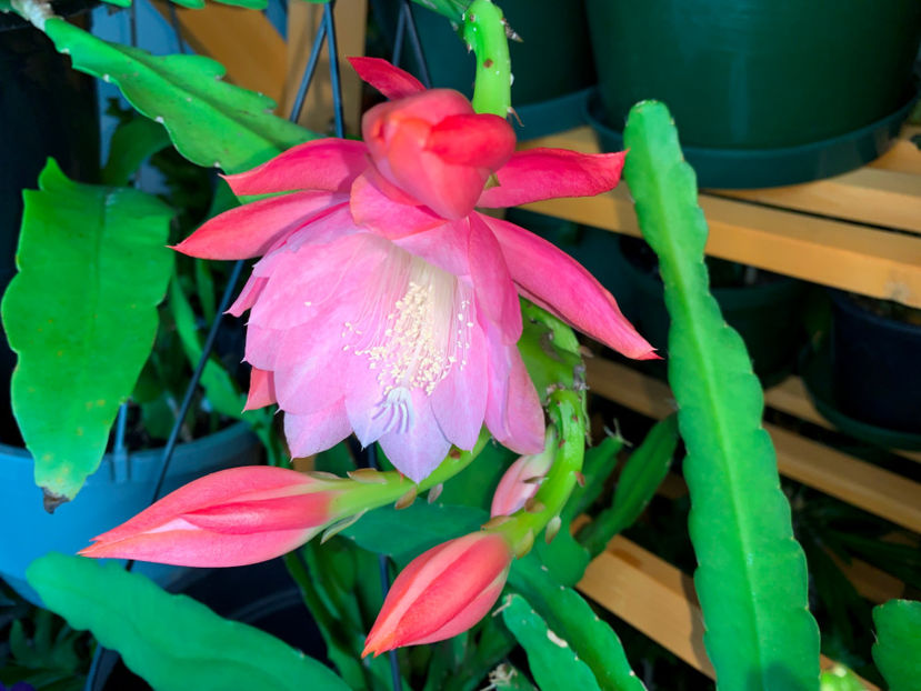  - Plante de interior 2021