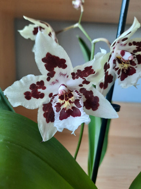 - orhidee 20 Kaufland Gherla aug 2019