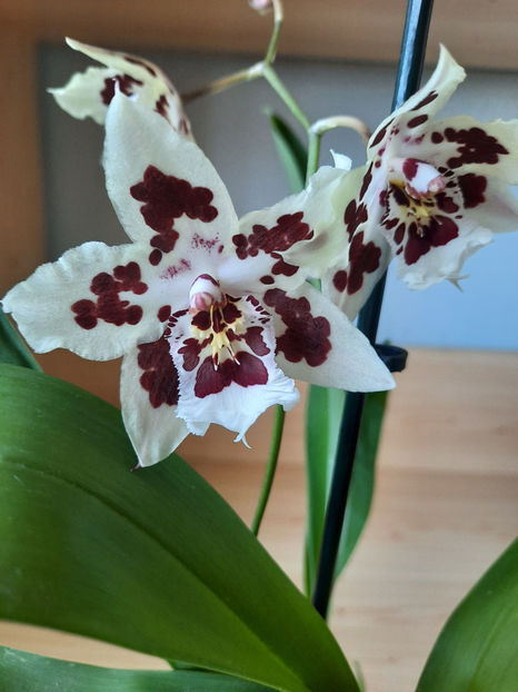  - orhidee 20 Kaufland Gherla aug 2019