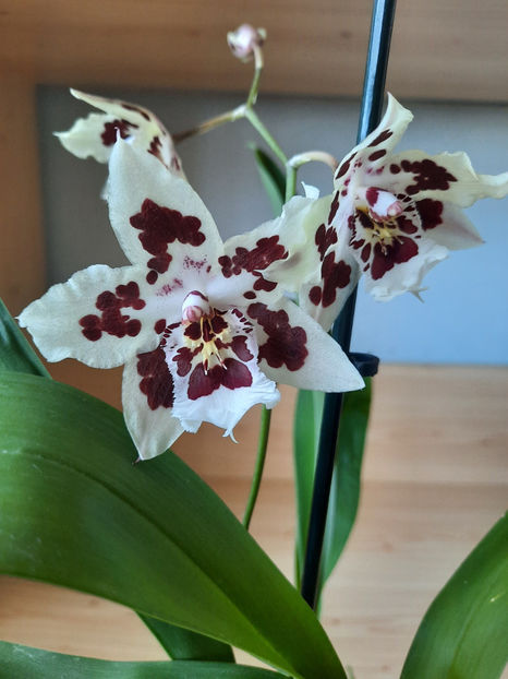  - orhidee 20 Kaufland Gherla aug 2019