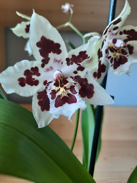  - orhidee 20 Kaufland Gherla aug 2019