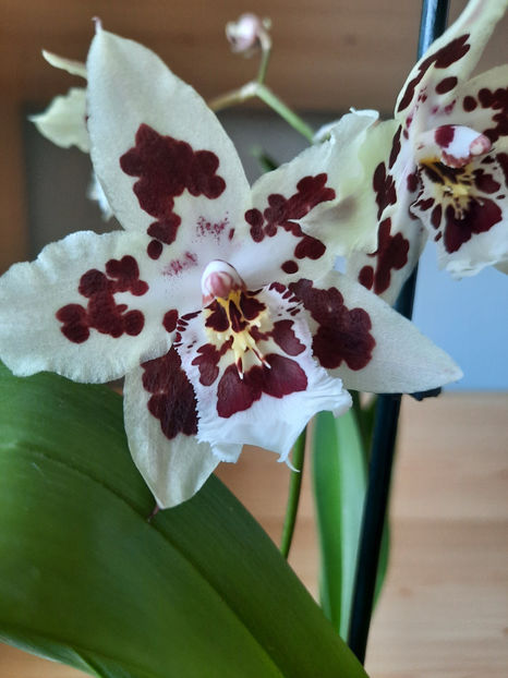 orhidee 20 Kaufland Gherla aug 2019 - 01___ORHIDEE