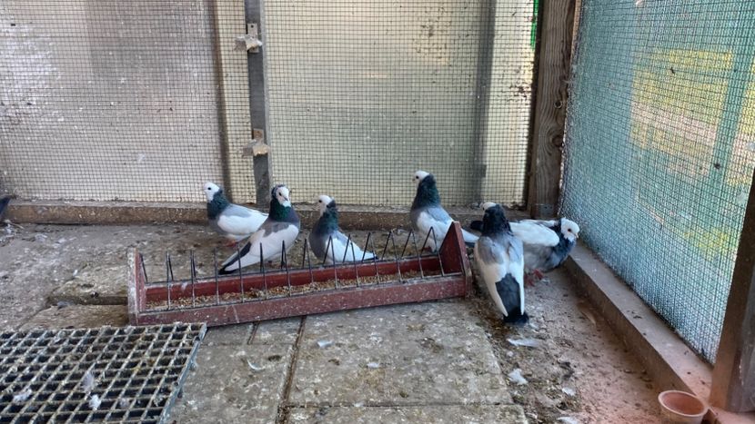 B7DAC74E-B6BC-4537-B5E8-CDC0CD6CA32F - Jucatori de Timișoara -bălțați