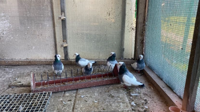 6FA39AC9-7A2D-4CF0-986B-648C7EF01074 - Jucatori de Timișoara -bălțați