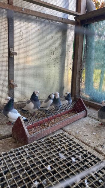 30512388-29E4-45C2-8846-10C61D608888 - Jucatori de Timișoara -bălțați