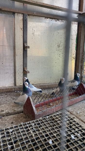 C31EB813-8478-4ED0-85A7-CA37BF18241B - Jucatori de Timișoara -bălțați