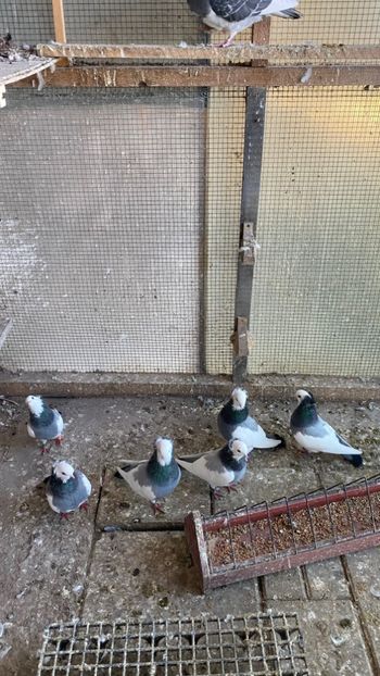 F1250CA9-D4BA-4AF9-9AF3-B0C1FCE0DA31 - Jucatori de Timișoara -bălțați