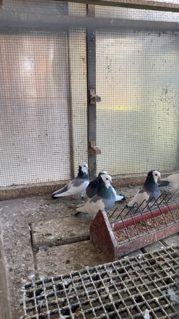 50535E73-7DB7-41BA-97EA-06D9F00C7BD5 - Jucatori de Timișoara -bălțați