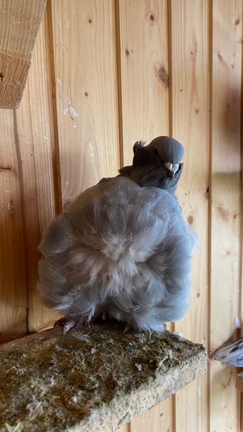 1A824FB0-B730-413D-8A4F-B2178710E6F7 - Pescarusi chinezi 2021