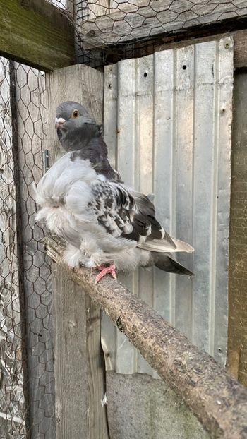 A7EADDC8-789B-4AD8-9685-DE2555AB077F - Pescarusi chinezi 2021