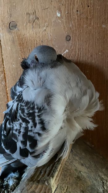 682B4FC0-2481-4B78-9A25-526CC4F26FE1 - Pescarusi chinezi 2021