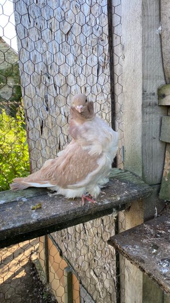 8E28B039-3BB2-4853-B900-551917DDF213 - Pescarusi chinezi 2021