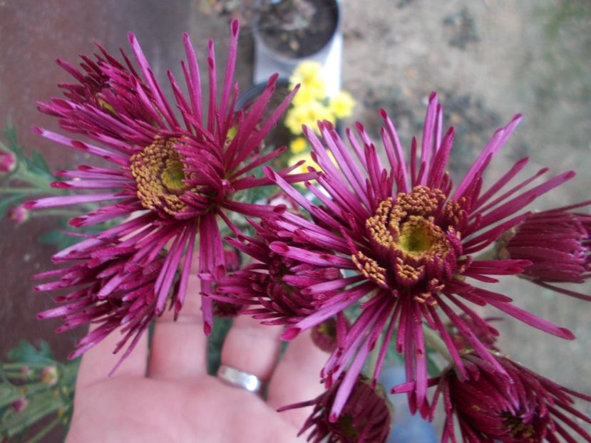  - CRIZANTEME SI TUFANALE 2021