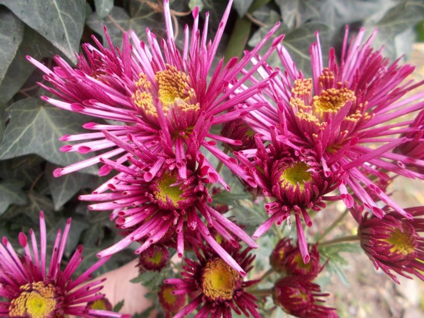  - CRIZANTEME SI TUFANALE 2021