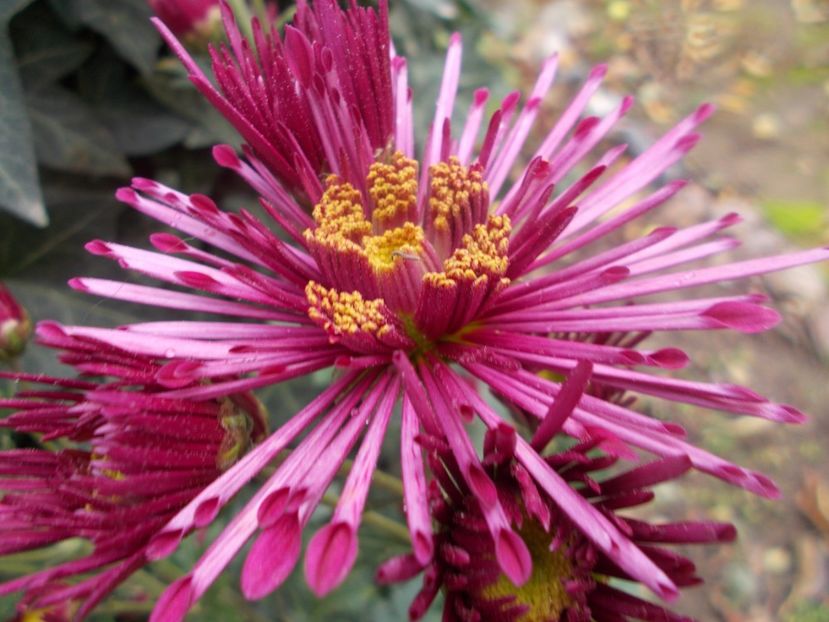  - CRIZANTEME SI TUFANALE 2021