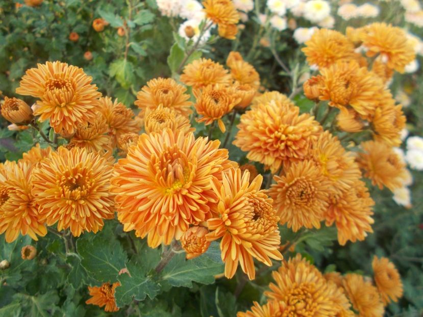  - CRIZANTEME SI TUFANALE 2021