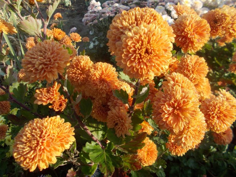  - CRIZANTEME SI TUFANALE 2021