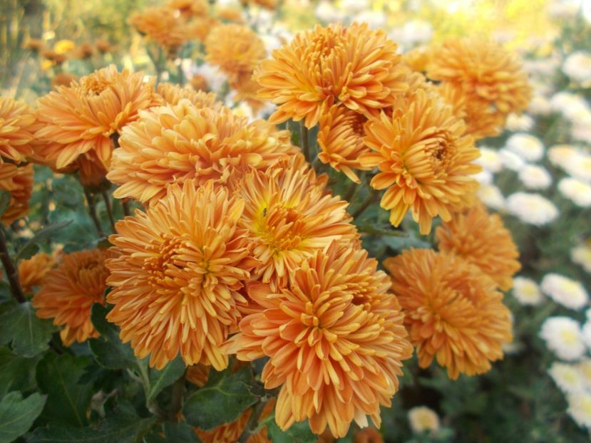  - CRIZANTEME SI TUFANALE 2021