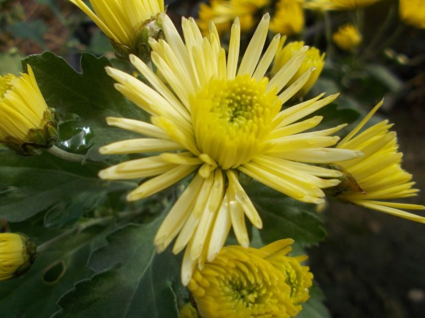  - CRIZANTEME SI TUFANALE 2021