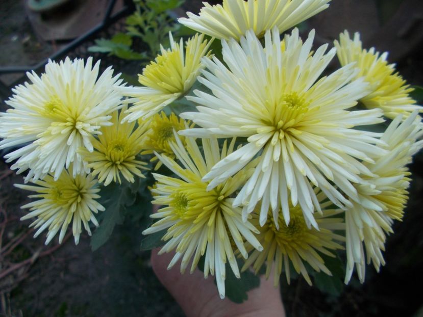  - CRIZANTEME SI TUFANALE 2021