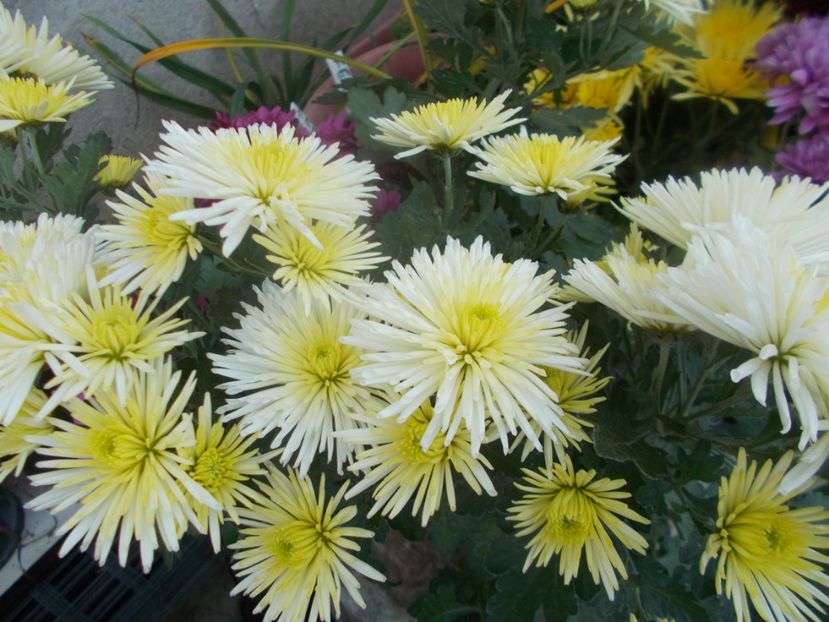  - CRIZANTEME SI TUFANALE 2021