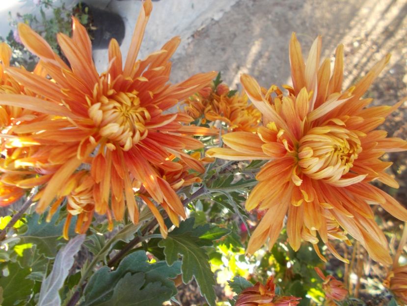  - CRIZANTEME SI TUFANALE 2021