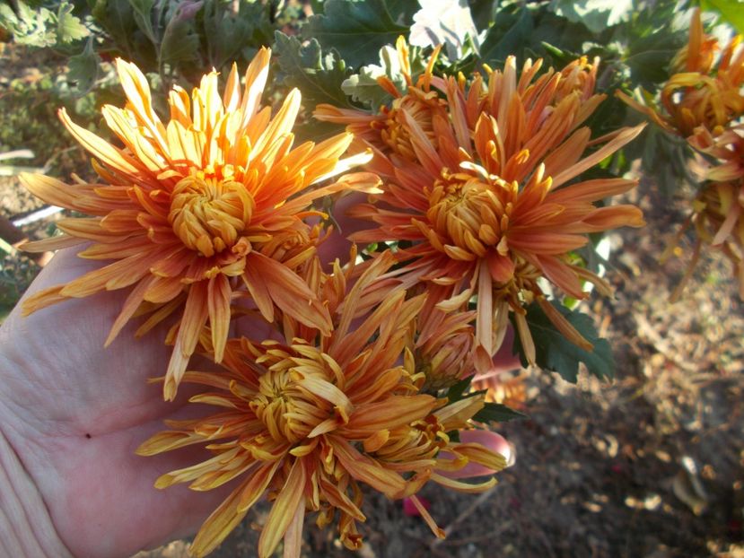  - CRIZANTEME SI TUFANALE 2021