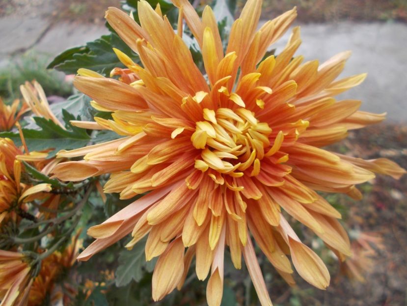  - CRIZANTEME SI TUFANALE 2021