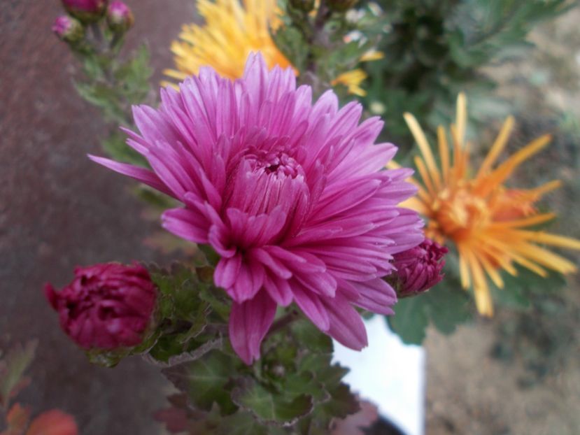  - CRIZANTEME SI TUFANALE 2021