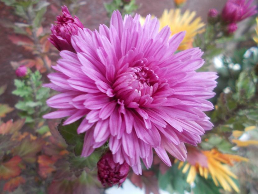  - CRIZANTEME SI TUFANALE 2021