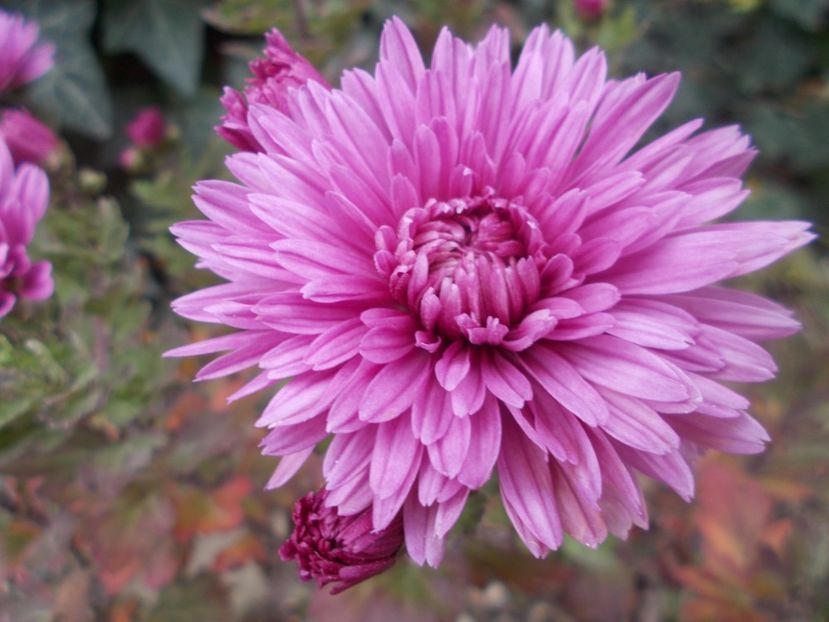  - CRIZANTEME SI TUFANALE 2021