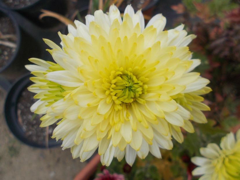  - CRIZANTEME SI TUFANALE 2021