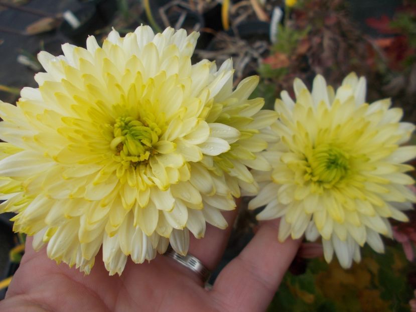  - CRIZANTEME SI TUFANALE 2021