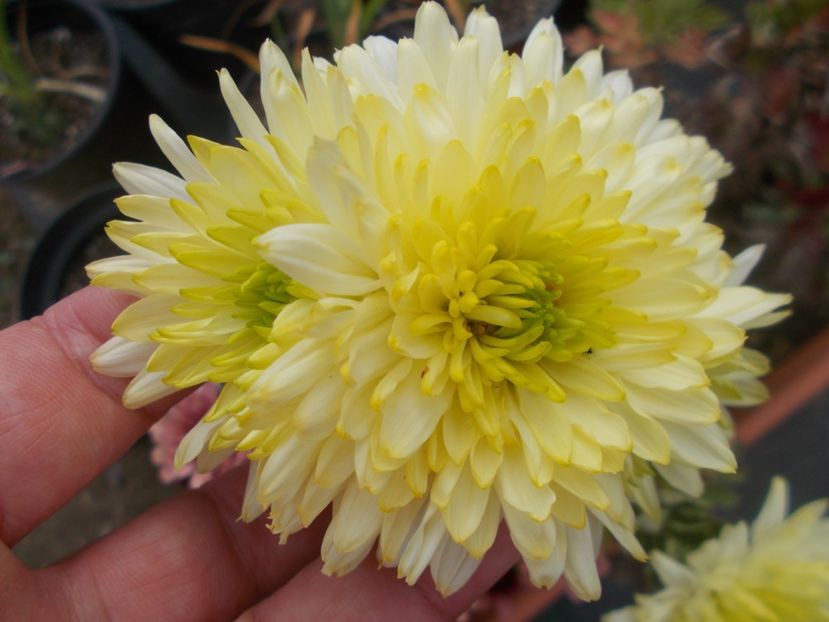  - CRIZANTEME SI TUFANALE 2021