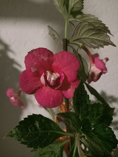 Img.2021.09.17 - Nia_a