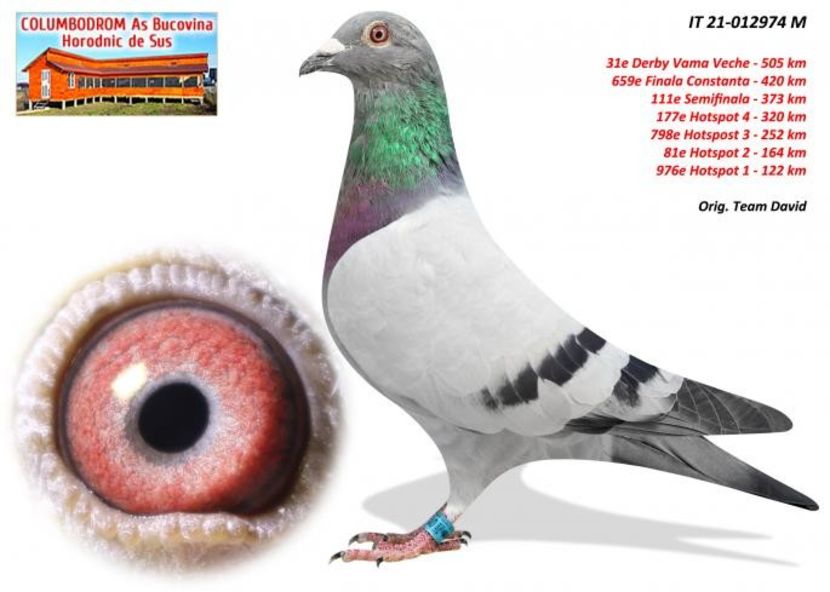 IT 21-012974-Col.Horodnic - Porumbei columbodroame