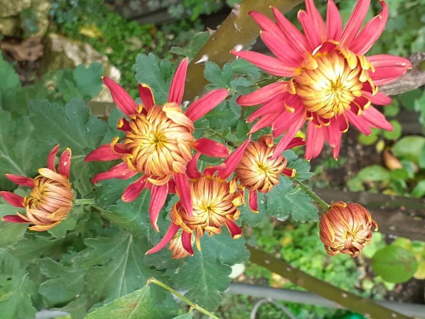  - Crizanteme și tufănele