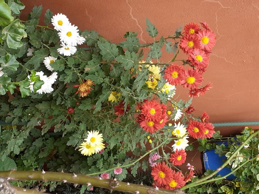  - Crizanteme și tufănele